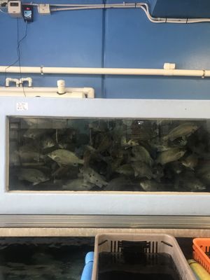 D&K Live Seafood by null