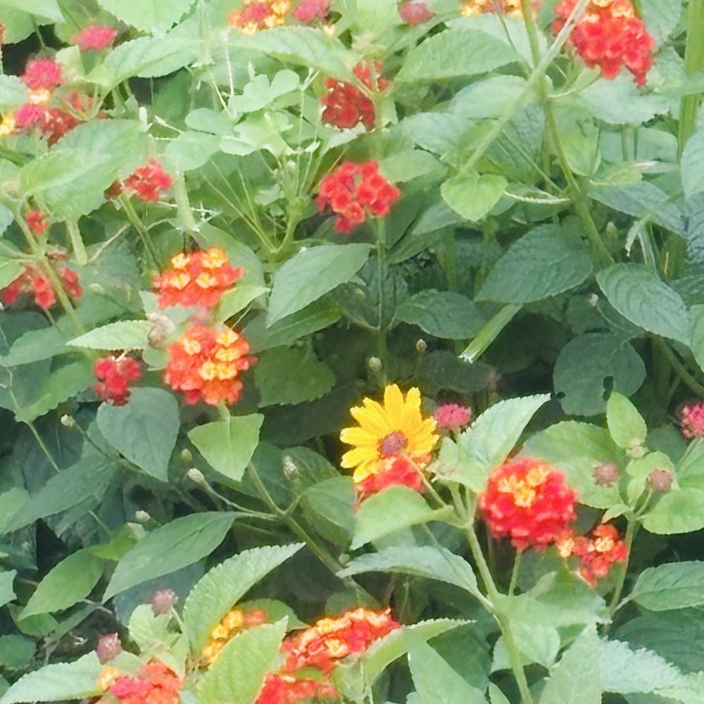 Buffalo Bayou Cistern - Flowers outside the Cistern - Historical Tours Near Me - Houston, Texas