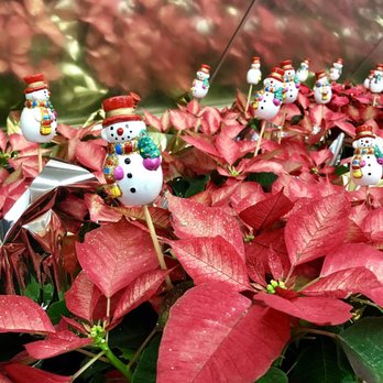 Carpinito Brothers Pumpkin Patch - Happy Holiday!!! - Farmers Market Near Me - Kent, Washington