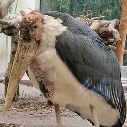 Zoo Frankfurt
