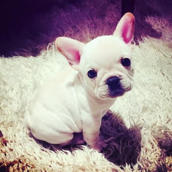 Dog Therapy - Pet Training Near Me - Waltham, Massachusetts Dog Therapy - Pet Training Near Me - Waltham, Massachusetts
