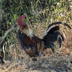 Penitencia Creek Park and Trail - Spencer the Rooster