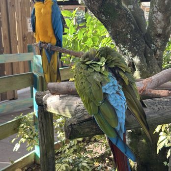 Gatorland - Parrots - Zoos Near Me - Orlando, Florida