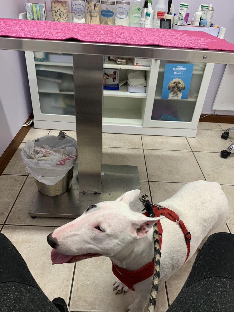 SOUTH MIAMI ANIMAL CLINIC - 30 Reviews - Veterinarians - 6100 S Dixie