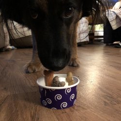 Scoops N More - Loki, Thor & Thunder enjoying their ice cream
