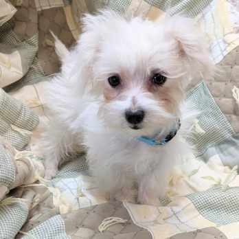 Waggin Tails Ranch - Pet Breeders Near Me - Snowflake, Arizona Waggin Tails Ranch - Pet Breeders Near Me - Snowflake, Arizona