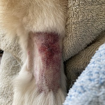 SAGE Veterinary Centers - Campbell - Heavily bruised... This is not normal and it's overkill. - Veterinarians Near Me - Campbell, California SAGE Veterinary Centers - Campbell - Heavily bruised... This is not normal and it's overkill. - Veterinarians Near Me - Campbell, California