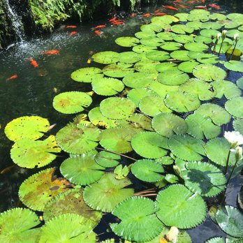 Pinecrest Gardens - Botanical Gardens Near Me - Pinecrest, Florida