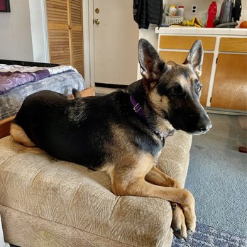 Cause & Effect Dog Training - Pet Training Near Me Cause & Effect Dog Training - Pet Training Near Me