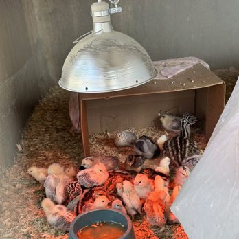 Dream Big Mini Farm - New babies - Animal Shelters Near Me - Nevada City, California Dream Big Mini Farm - New babies - Animal Shelters Near Me - Nevada City, California