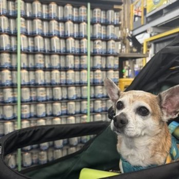 Downeast Cider House - My dog Arthur - Cideries Near Me - Boston, Massachusetts