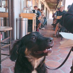 Dog-friendly patio