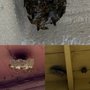 Photo of APX Pest Solutions