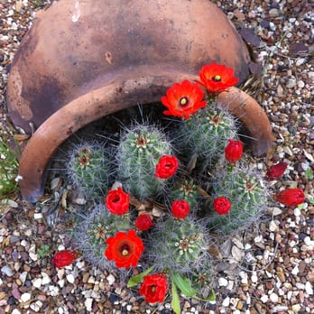 Palm Desert Nurseries - Nurseries & Gardening Near Me - Fort Worth, Texas Palm Desert Nurseries - Nurseries & Gardening Near Me - Fort Worth, Texas