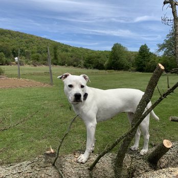 Pet Stop by Canine Safety Systems - Penny enjoying her farm! - Pet Services Near Me - Quakertown, Pennsylvania Pet Stop by Canine Safety Systems - Penny enjoying her farm! - Pet Services Near Me - Quakertown, Pennsylvania