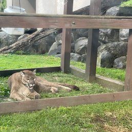 Puma