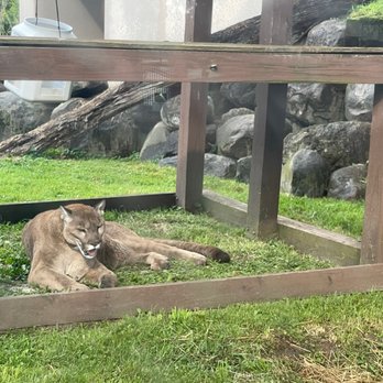 Phillips Park Zoo - Puma - Zoos Near Me - Aurora, Illinois