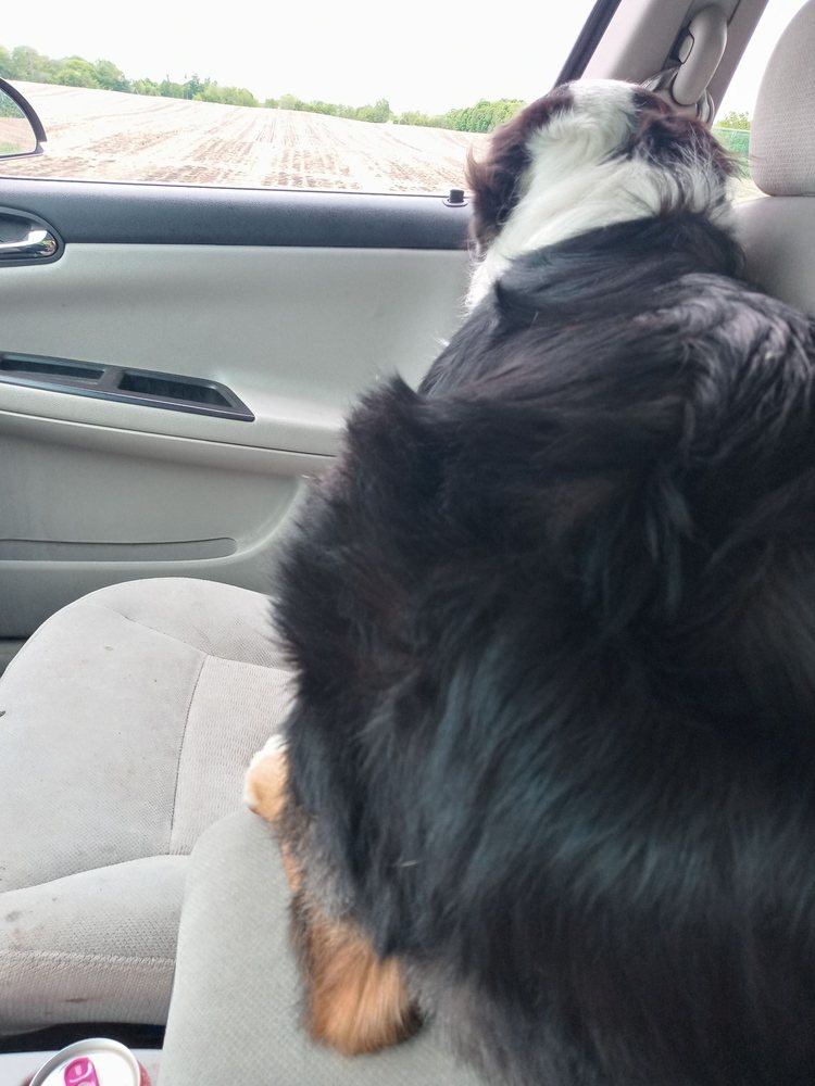 BUBBLES AND BOWS PROFESSIONAL PET SERVICES Updated August 2024 10