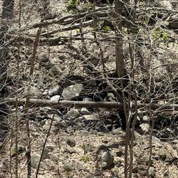 Rockleigh Woods Sanctuary