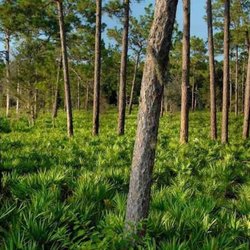 Deer Prairie Creek - Slash pines and saw palmetto