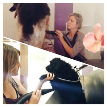 Bowser Boutique - Pet Groomers Near Me - Los Osos, California Bowser Boutique - Pet Groomers Near Me - Los Osos, California