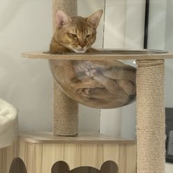 Purrfect Pet Cafe