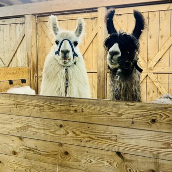 Llama Adventures - Snowman on the left - Attraction Farms Near Me - Arcade, New York