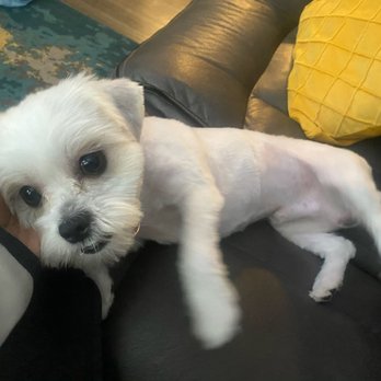 Dapper Tails - Pet Groomers Near Me Dapper Tails - Pet Groomers Near Me