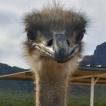 Rooster Cogburn Ostrich Ranch - Petting Zoos Near Me - Picacho, Arizona Rooster Cogburn Ostrich Ranch - Petting Zoos Near Me - Picacho, Arizona