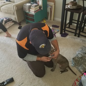 Pop-A-Lock Charleston - Saving a dog caught in a pad lock with a lost key. - Keys & Locksmiths Near Me Pop-A-Lock Charleston - Saving a dog caught in a pad lock with a lost key. - Keys & Locksmiths Near Me