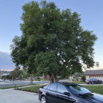Matthew Tree Service - Jacaranda tree. - Tree Services Near Me
