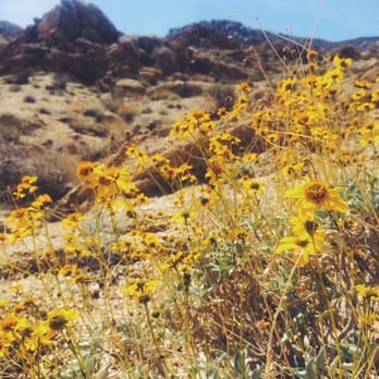 Fortynine Palms Oasis - Desert in bloom - Hiking Near Me - Twentynine Palms, California