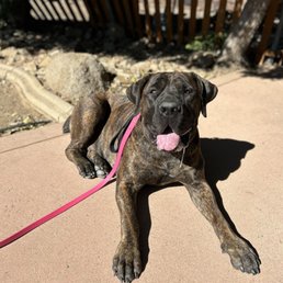 Pennie the Boerboel loves topline k9 services! Pennie the Boerboel loves topline k9 services!