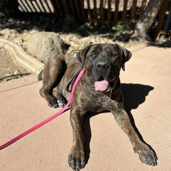 Topline K9 Services - Pennie the Boerboel loves topline k9 services! - Pet Training Near Me - Perris, California Topline K9 Services - Pennie the Boerboel loves topline k9 services! - Pet Training Near Me - Perris, California