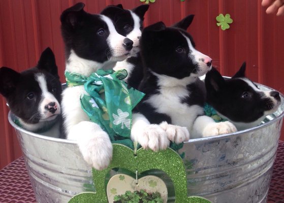 ann's karelian bear dogs