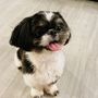 A Dog's Tale Grooming Salon