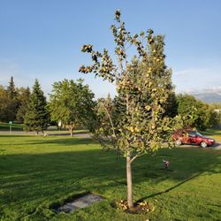Angelus Memorial Park - Apple tree full of apples.