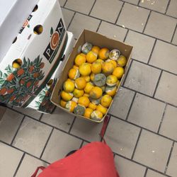 Pulp Juice And Smoothie Bar - The oranges they want their employees to sell