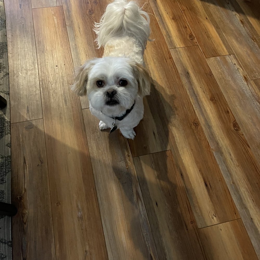 On Command - After.. - Pet Sitting Near Me - Reno, Nevada