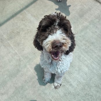 The Animal Keeper - Pet Sitting Near Me - Poway, California