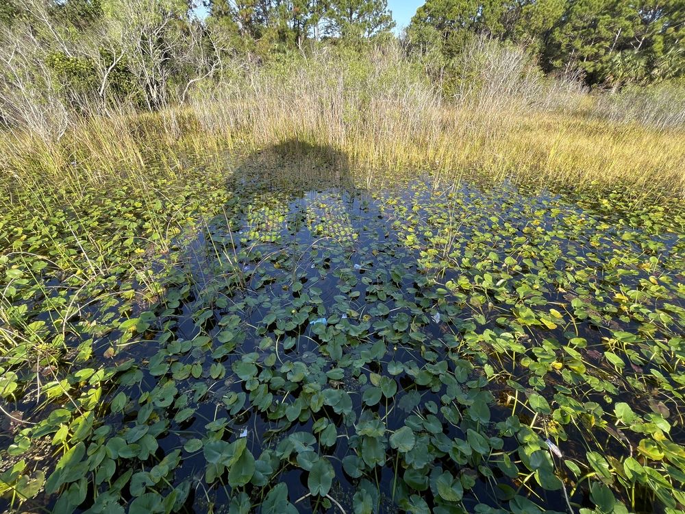 Sabal Pines Park Image