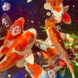 Beautiful koi displayed Beautiful koi displayed
