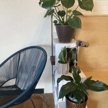 Dynamo Coffee Roasting - They have so many plants and a lot of cute art! - Coffee & Tea Near Me - Colorado Springs, Colorado Dynamo Coffee Roasting - They have so many plants and a lot of cute art! - Coffee & Tea Near Me - Colorado Springs, Colorado
