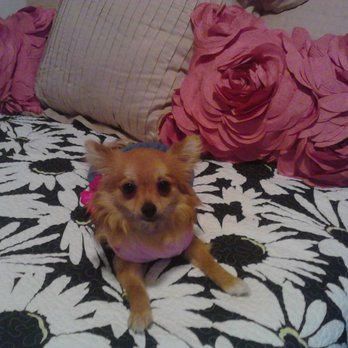Dog Wash N' Go - Pet Sitting Near Me - Brooklyn, New York Dog Wash N' Go - Pet Sitting Near Me - Brooklyn, New York