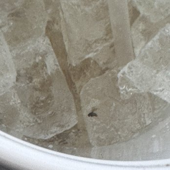 Wingstop - close up of fly chillin in my drink - Chicken Wings Near Me - Metairie, Louisiana Wingstop - close up of fly chillin in my drink - Chicken Wings Near Me - Metairie, Louisiana