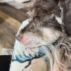 Faus' Groom & Room - Shaved down to skin next to nose.