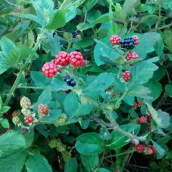 Primrose Farm RV & Camping - Wild Blackberries along the entrance. We also have the thornless kind and plums and peaches and apricots and grapes!
