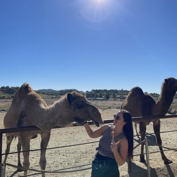 Oasis Camel Dairy - Petting and feeding camel an apple pop - Attraction Farms Near Me - Ramona, California Oasis Camel Dairy - Petting and feeding camel an apple pop - Attraction Farms Near Me - Ramona, California