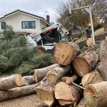 Premium Tree Care - a pile of cut logs in front of a house - Tree Services Near Me