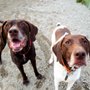 Photo of Puppy Love Pet Care